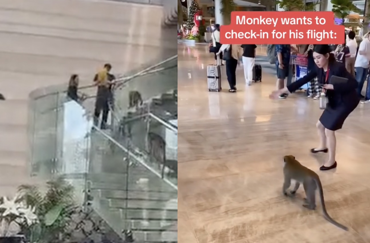 Changi Airport goes bananas: Macaques make a surprise landing for some monkey business